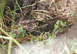 Abyssinian Nightjar in the grass