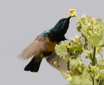 Abyssinian Oriole and a flower