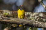 Abyssinian Oriole on branch