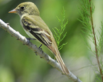 Acadian Flycatcher