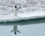 Adelie Penguin on show