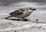 Afghan Snowfinch