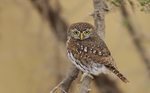 African Barred Owlet on a branch
