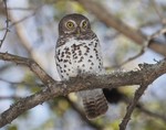 African Barred Owlet on a tree