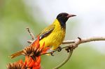 African Black-headed Oriole on top