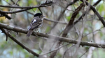 African Broadbill on branch