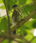 African Broadbill on tree