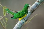 African Emerald Cuckoo on a tree