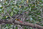 African Finfoot on a tree