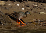 African Finfoot on the surface
