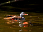 African Finfoot on water