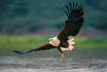 African Fish Eagle sky