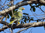 African Green Pigeon on a tree