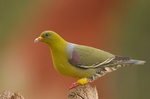 African Green Pigeon on top