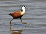 African Jacana run