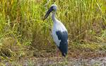 African Openbill in the grass