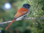 African Paradise-flycatcher on a branch