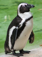 African Penguin