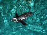 African Penguin swims