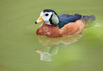 African Pygmy Goose in the swamp