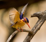 African Pygmy Kingfisher go to sky