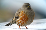 Alpine Accentor on the mountain