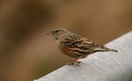 Alpine Accentor