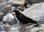 Alpine Chough on the rocks