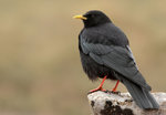 Alpine Chough on the mountain