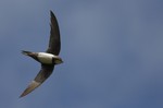 Alpine Swift in flight