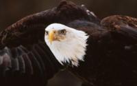 American Bald Eagle Wallpaper