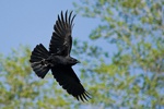 American Crow in flight