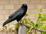 American Crow on the fence