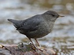 American Dipper in the rocks