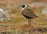 American Golden Plover on the grass