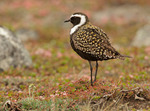 American Golden Plover on the grass