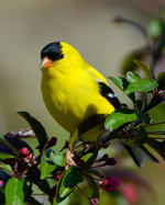 American Goldfinch on a branch