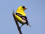 American Goldfinch sky