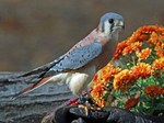 American Kestrel and flowers