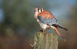 American Kestrel on a stump