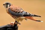 American Kestrel side view