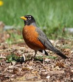 American Robin on the ground