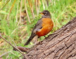 American Robin on the log