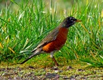 American Robin side view