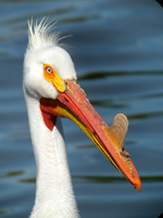 American White Pelican portrait