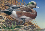 American Wigeon drawing