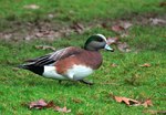 American Wigeon on the grass