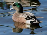 American Wigeon swims