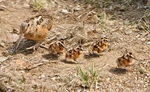 American Woodcock family