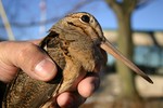 American Woodcock in human hands